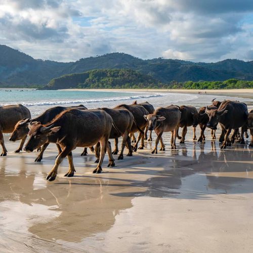 sapi-kerbau.jpg